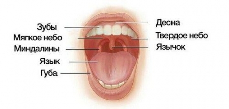 Здоровье полости рта